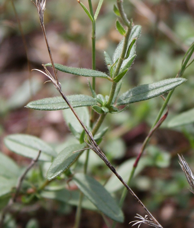 Изображение особи Helianthemum ovatum.