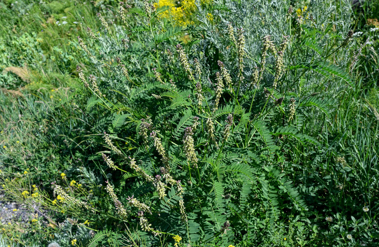 Image of Astragalus falcatus specimen.