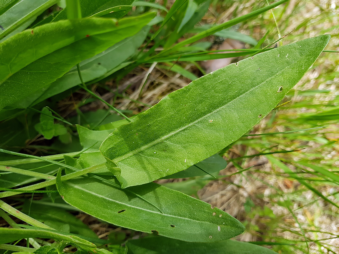 Image of Rumex acetosa specimen.