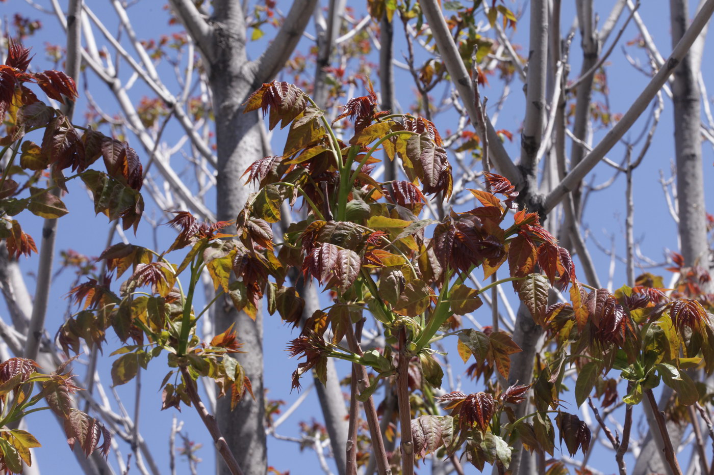 Изображение особи Ailanthus altissima.