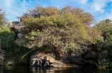 Vachellia pachyceras