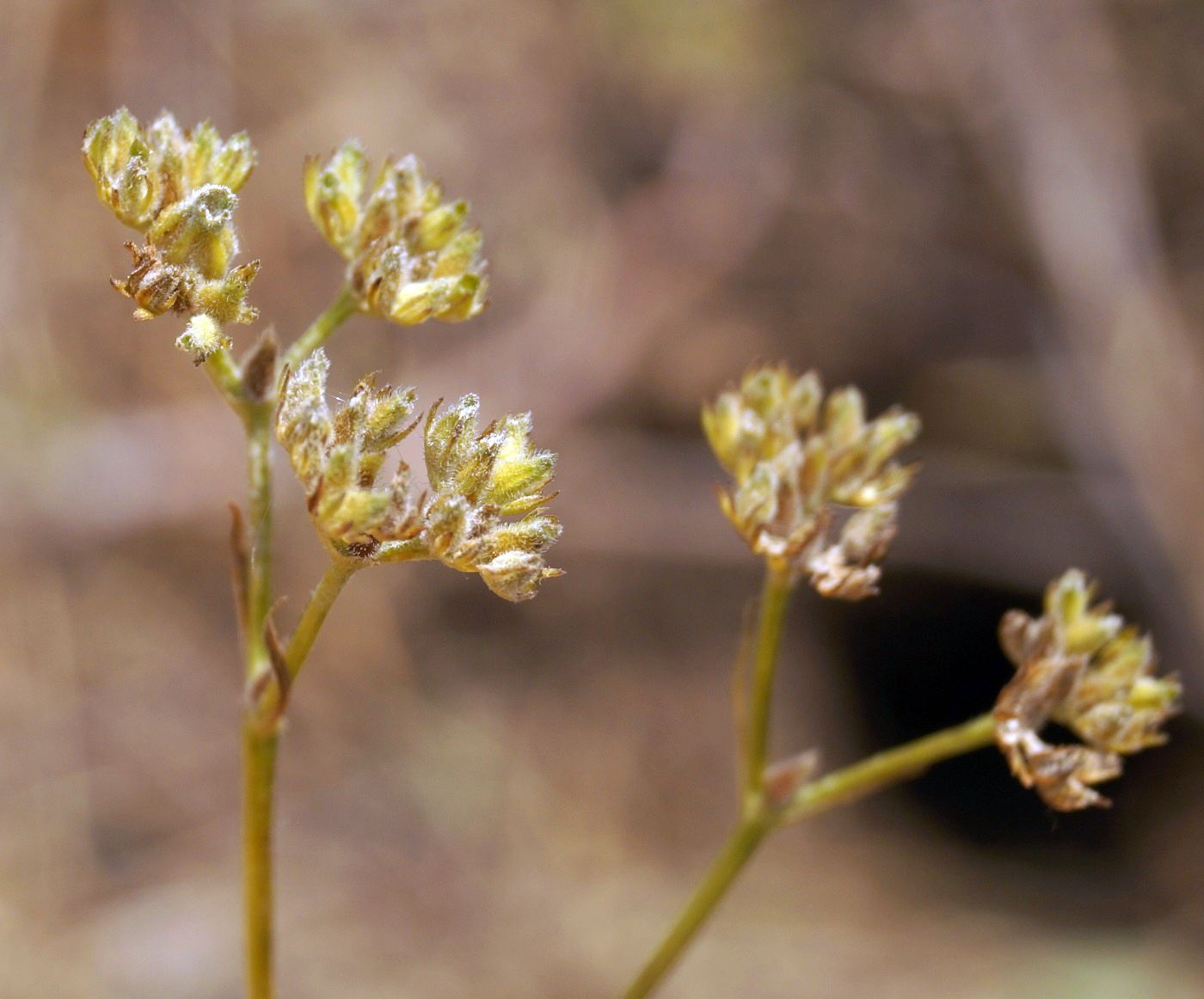 Изображение особи Valerianella dentata.