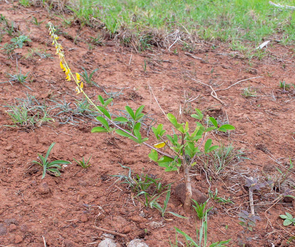 Image of Crotalaria pallida specimen.