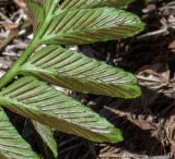 Asplenium decurrens