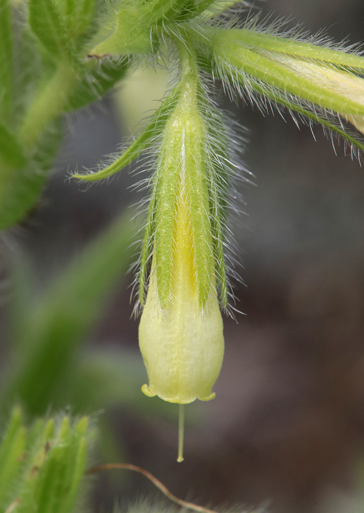 Image of Onosma visianii specimen.