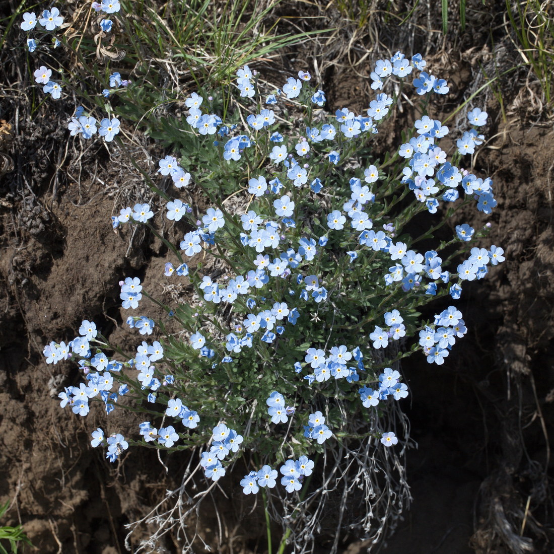 Изображение особи род Eritrichium.