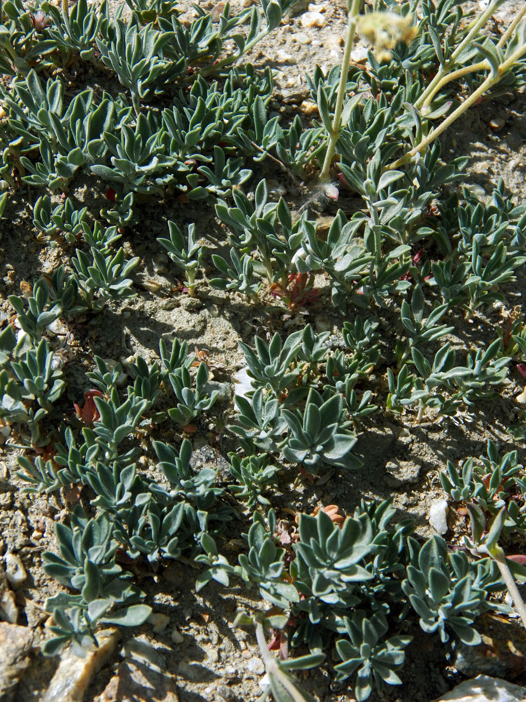 Image of Silene microphylla specimen.