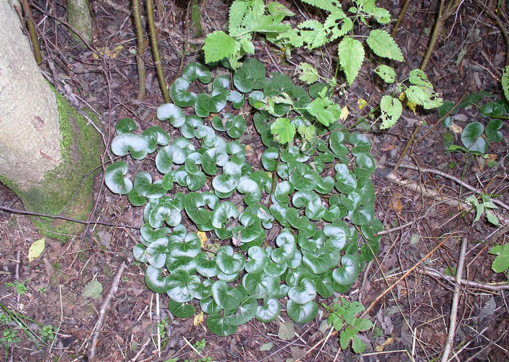 Image of Asarum europaeum specimen.