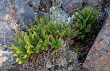 Dryopteris fragrans. Вегетирующие растения. Красноярский край, Таймырский Долгано-Ненецкий р-н, плато Путорана, долина р. Иркингда, поросший лишайниками каменистый склон. 24.07.2023.