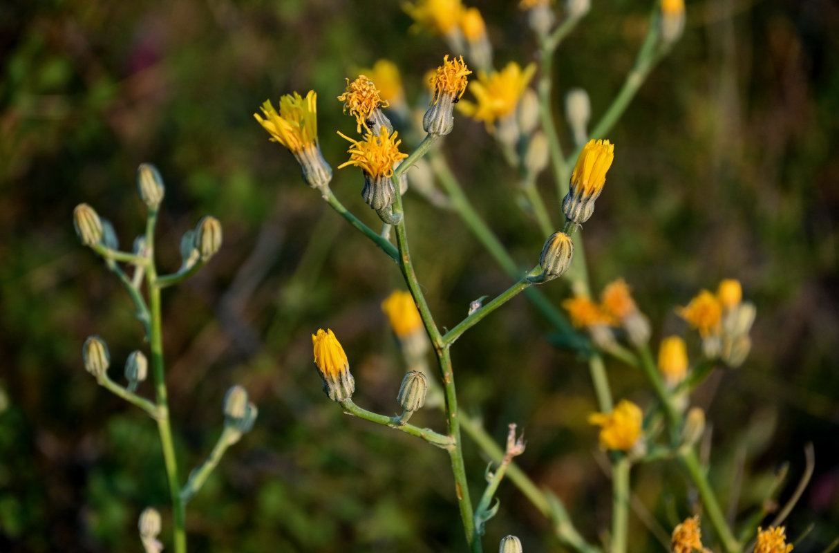 Изображение особи Crepis pannonica.