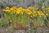 Hypericum scabrum