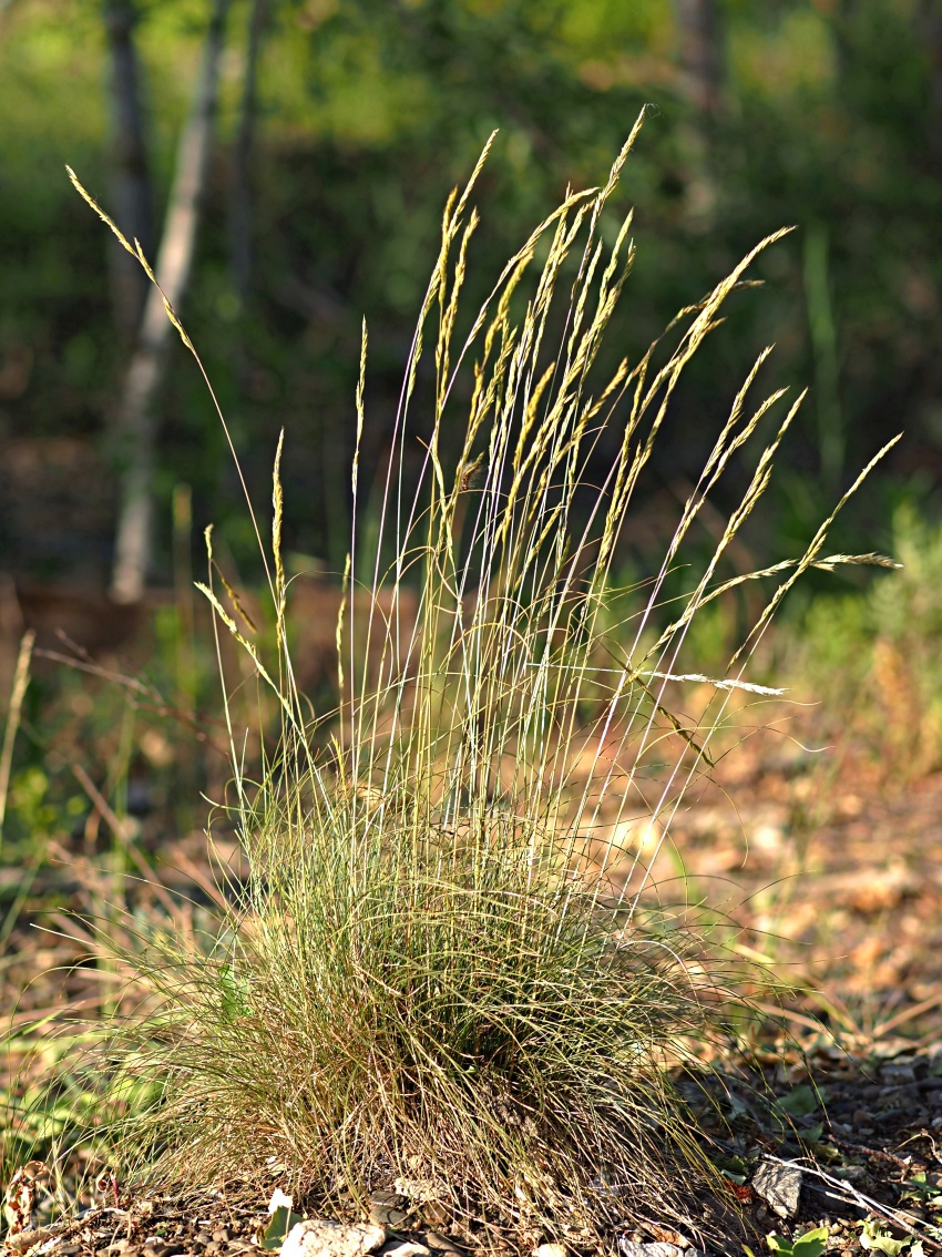 Image of Festuca valesiaca specimen.