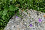 Geranium pyrenaicum. Верхушка цветущего растения. Ингушетия, Джейрахский р-н, с. Эгикал, ≈ 1200 м н.у.м., каменистый участок лугового склона. 24.07.2022.