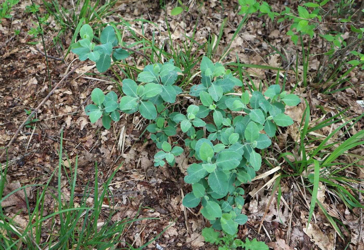 Image of Lonicera etrusca specimen.