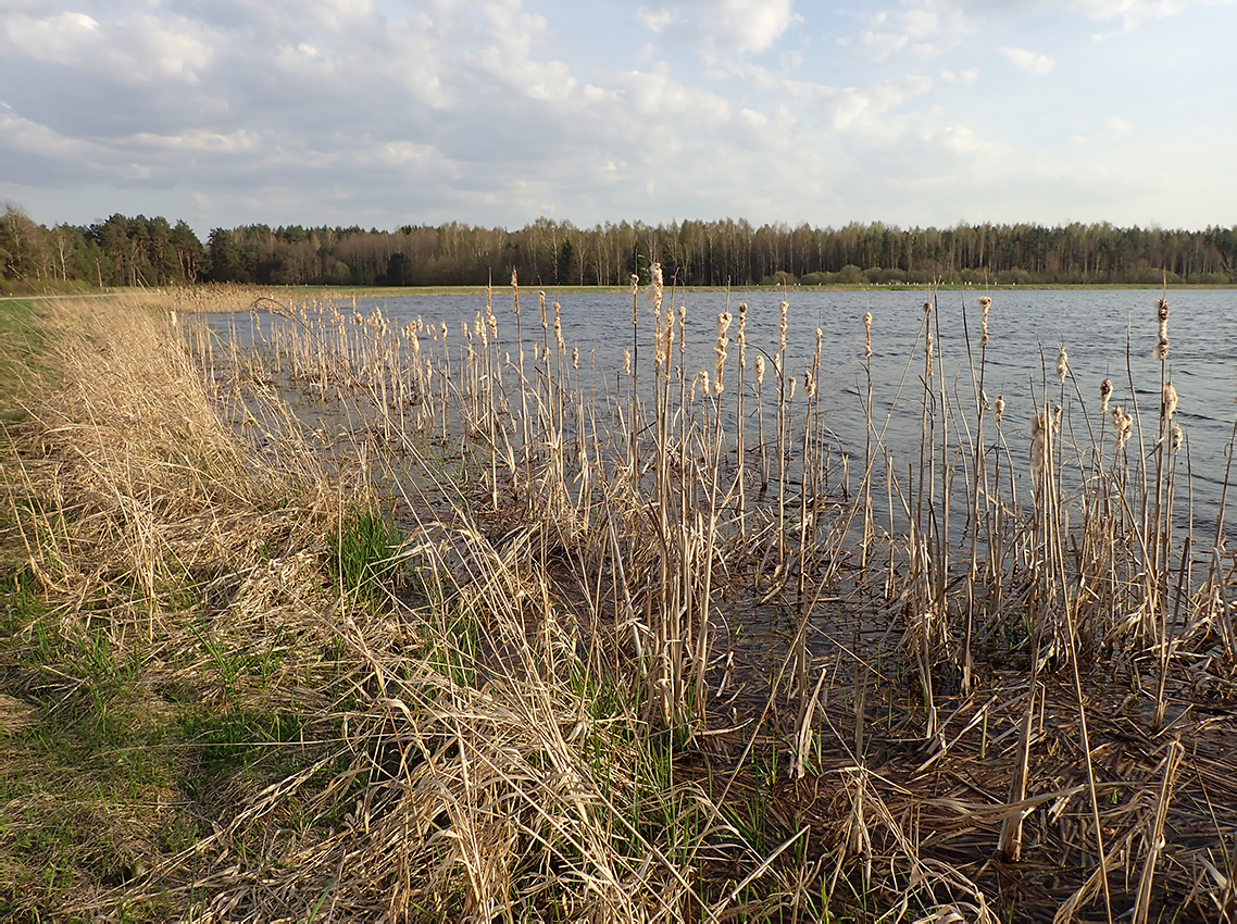 Изображение особи Typha angustifolia.