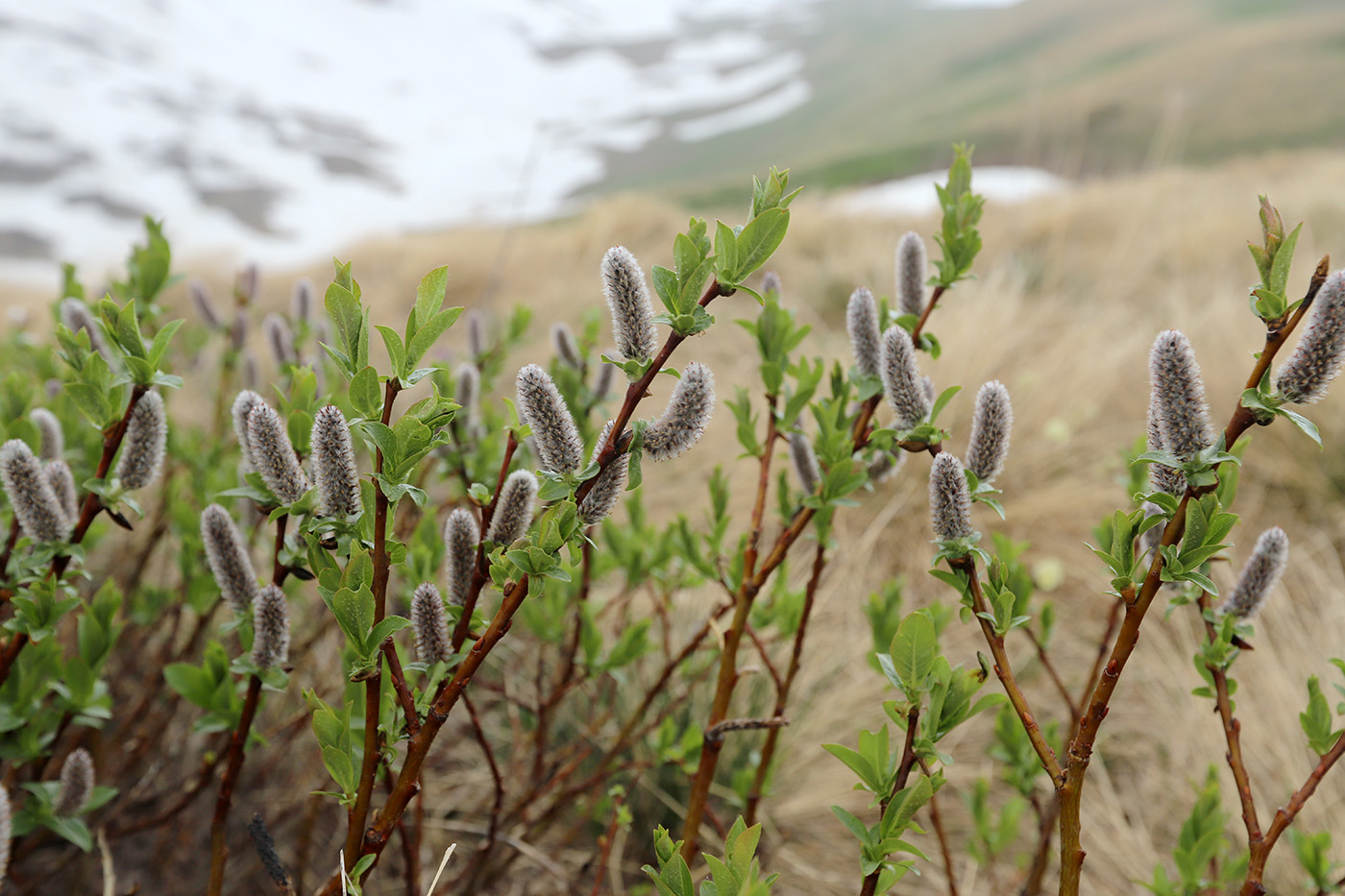 Image of Salix kazbekensis specimen.