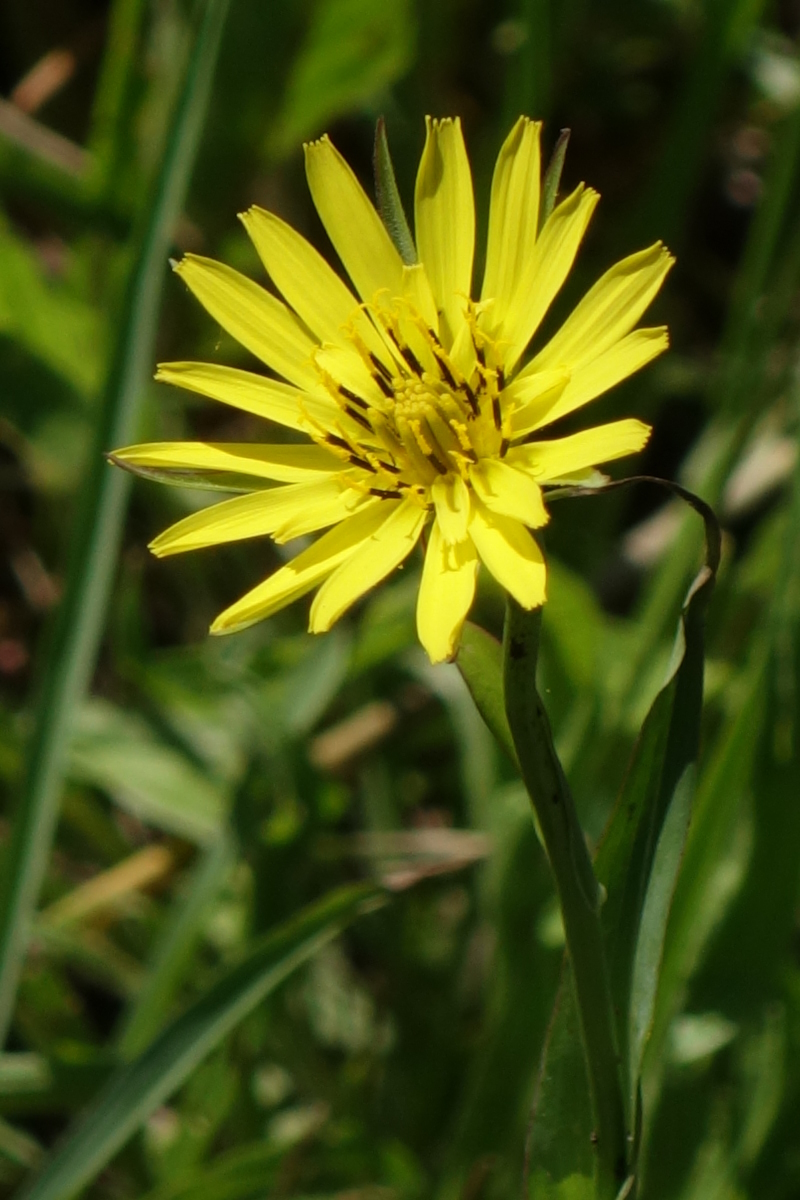 Image of Tragopogon dubius ssp. major specimen.