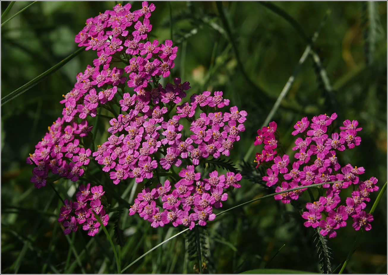 Изображение особи Achillea millefolium.