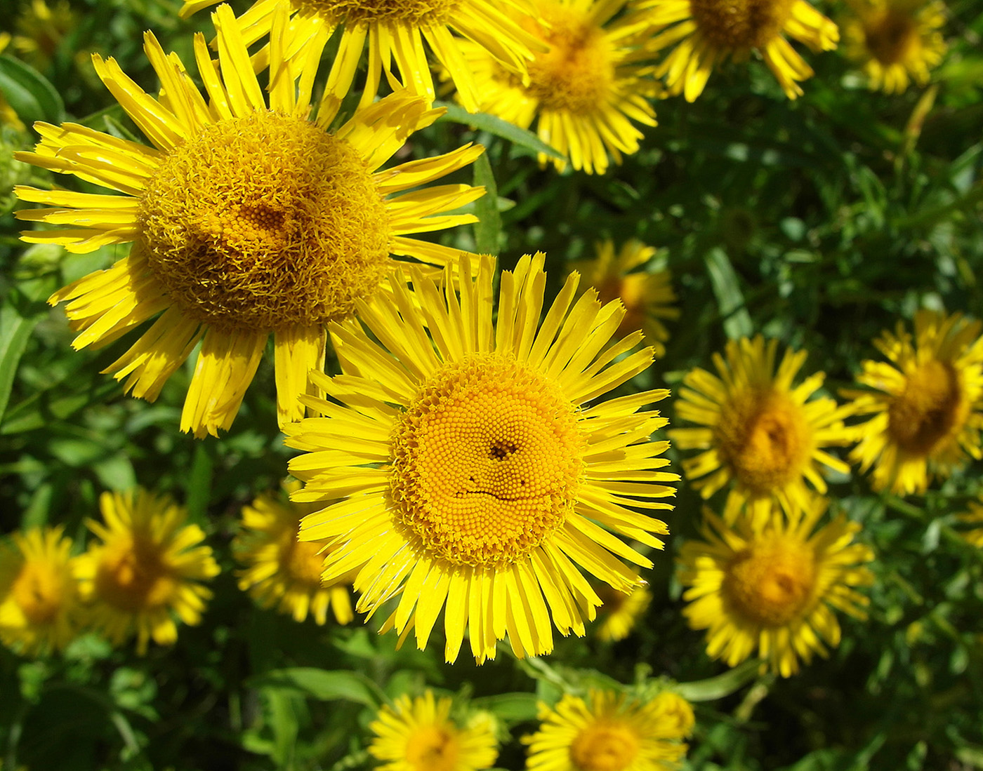 Image of Inula britannica specimen.