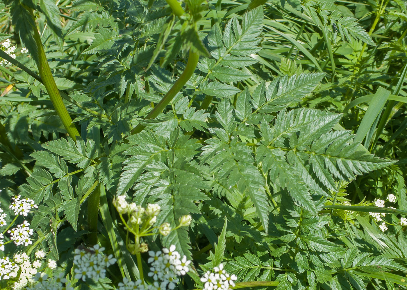 Image of Anthriscus cerefolium specimen.