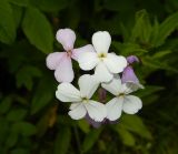 Hesperis matronalis. Цветки. Карелия, окр. г. Петрозаводск, ур. Чёртов Стул, поляна в сосновом лесу с выходом скальных пород. Июль 2024 г.