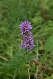 Lythrum salicaria. Соцветие. Липецкая обл., Данковский р-н, мыс на левом берегу Дона напротив ур. Ивановский овраг, у воды. 31 июля 2024 г.