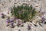 Oxytropis chiliophylla. Цветущее растение. Таджикистан, Горно-Бадахшанская автономная обл., Ишкашимский р-н, Южно-Аличурский хр., дол. оз. Харгуш, выс. ≈ 4254 м н.у.м., песчано-галечниковое дно долины. 3 июля 2024 г.