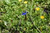 Gentiana angulosa