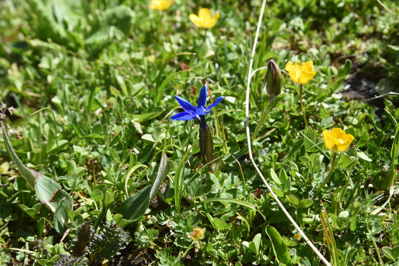 Изображение особи Gentiana angulosa.