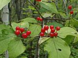 Lonicera chrysantha. Часть ветви с соплодиями и клопом на листьях. Хабаровский край, окр. г. Комсомольск-на-Амуре, смешанный лес. 26.08.2024.