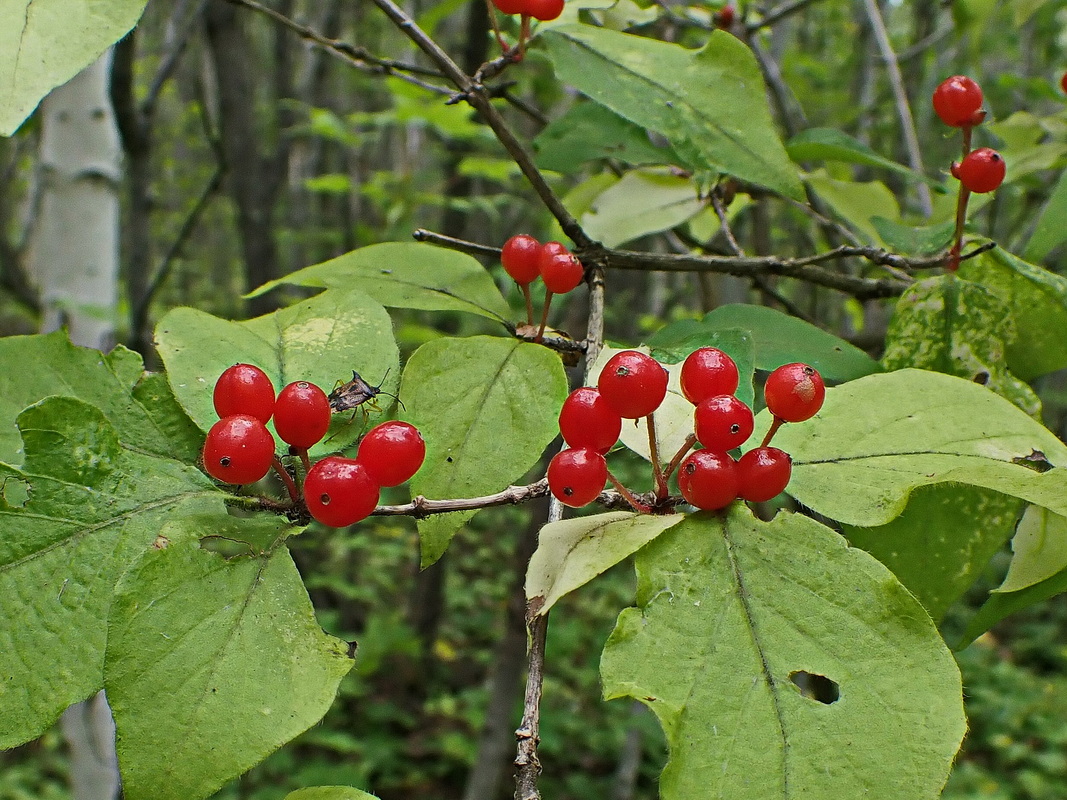 Image of Lonicera chrysantha specimen.