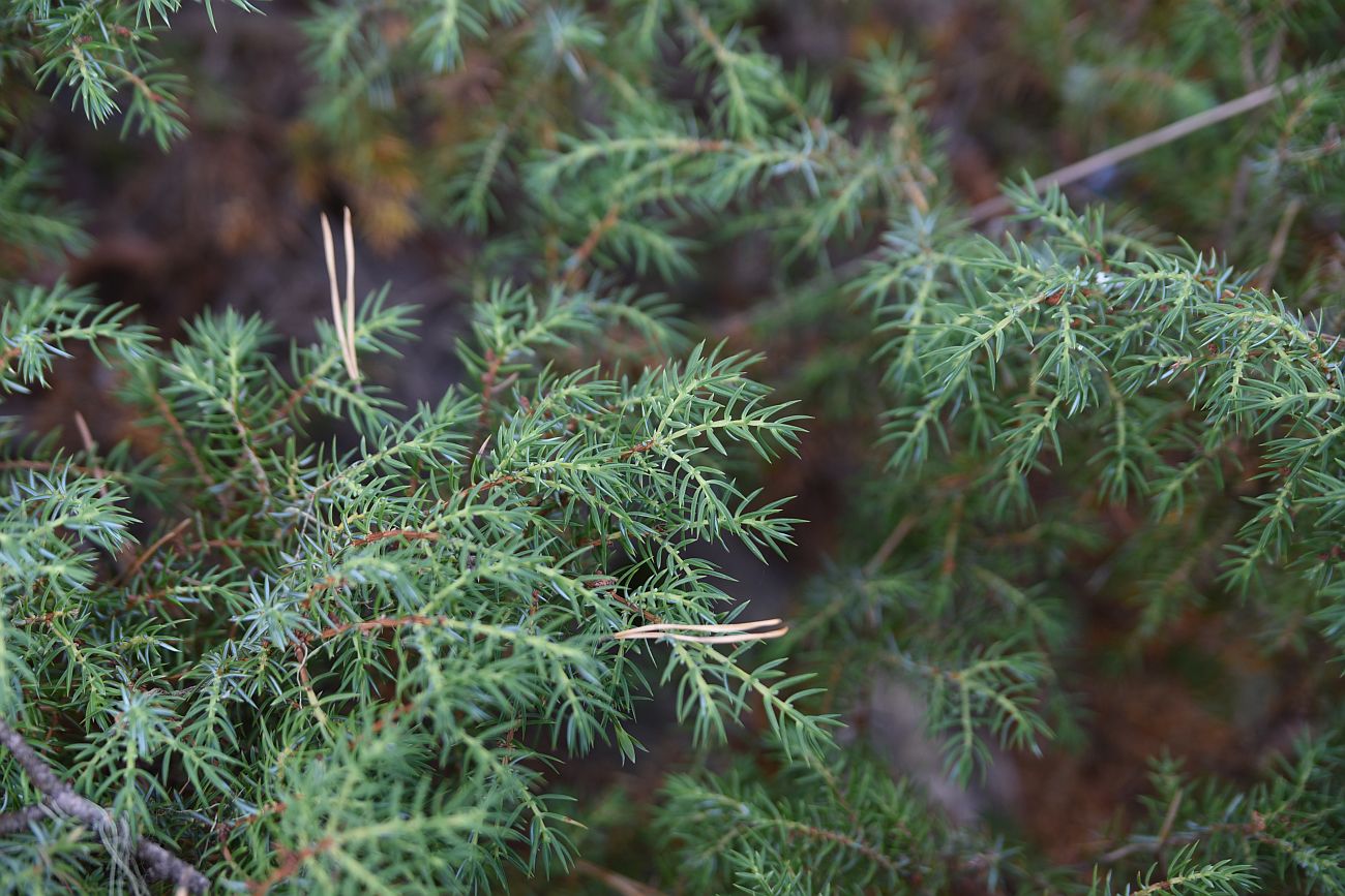 Изображение особи Juniperus oblonga.