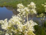 Filipendula ulmaria. Часть соцветия. Кабардино-Балкария, Черекский р-н, окр. с/п Верхняя Балкария, северо-западный склон горы Айдарука-Цырт, ≈ 2200 м н.у.м., субальпийский луг, близ карстового озера. 29.07.2024.