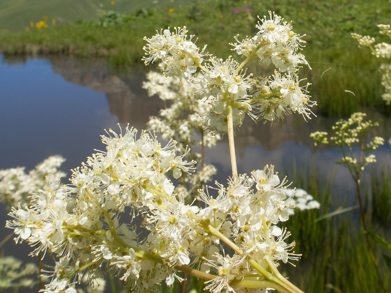 Изображение особи Filipendula ulmaria.