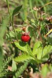 Fragaria vesca