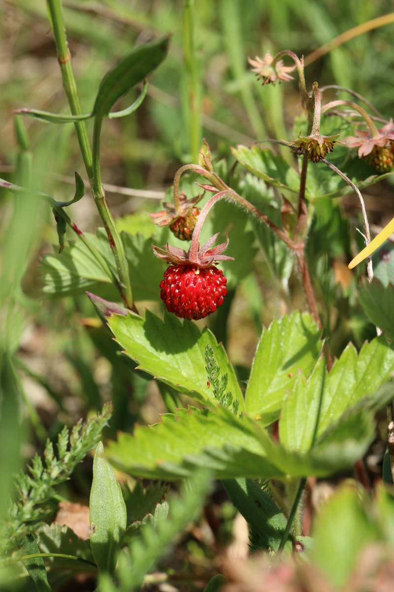 Image of Fragaria vesca specimen.