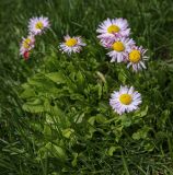 Смотреть изображение Bellis perennis
