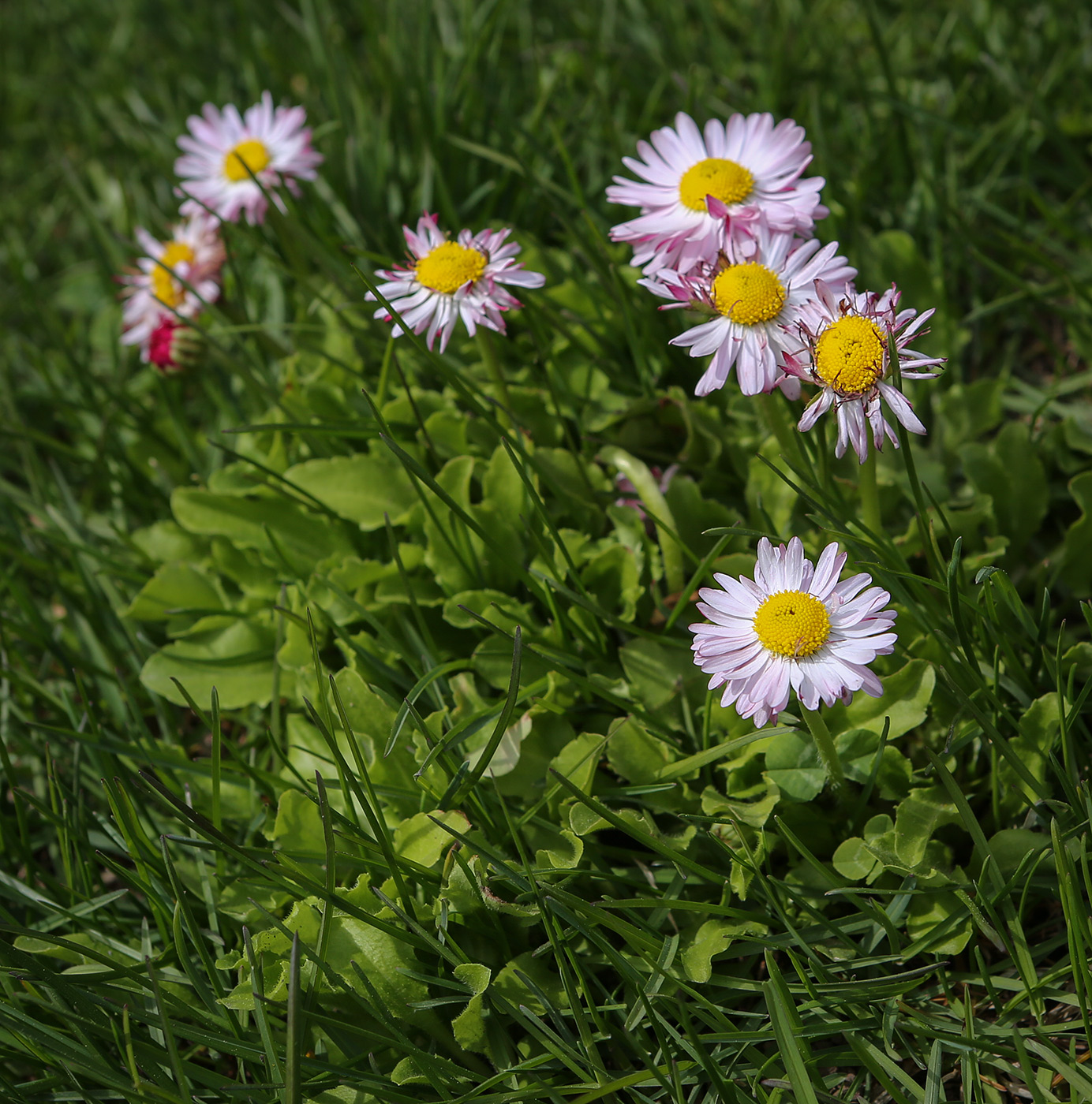 Изображение особи Bellis perennis.