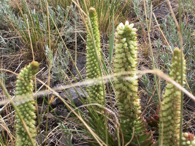 Изображение особи Orostachys spinosa.