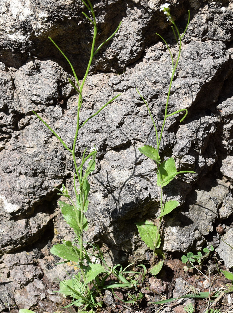 Image of Arabis auriculata specimen.