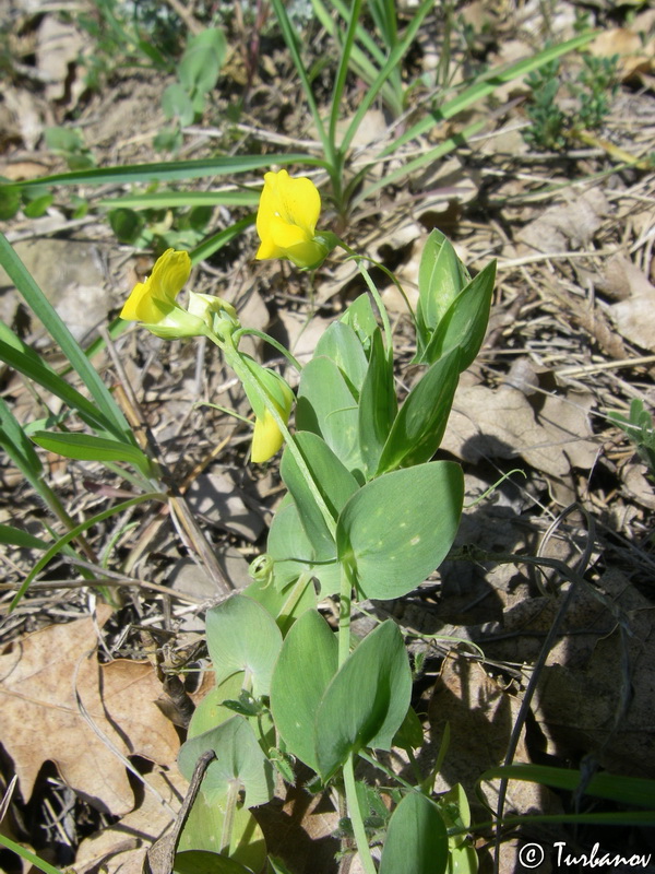 Изображение особи Lathyrus aphaca.