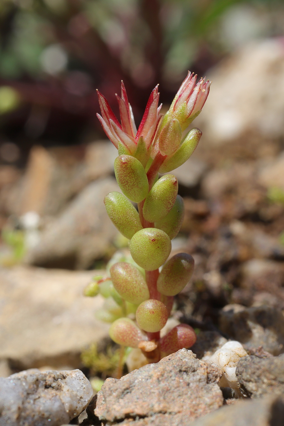 Image of Sedum cespitosum specimen.