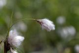 View full-size image Eriophorum angustifolium