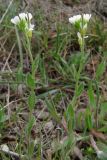 Arabis auriculata. Цветущие и плодоносящие растения. Южный Берег Крыма, зап. склон п-ова Меганом. 4 апреля 2011 г.