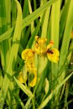 Смотреть изображение Iris pseudacorus