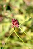 Смотреть изображение Sanguisorba officinalis