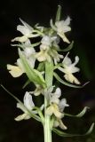 View full-size image Dactylorhiza romana subspecies georgica