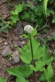 View full-size image Valeriana alliariifolia