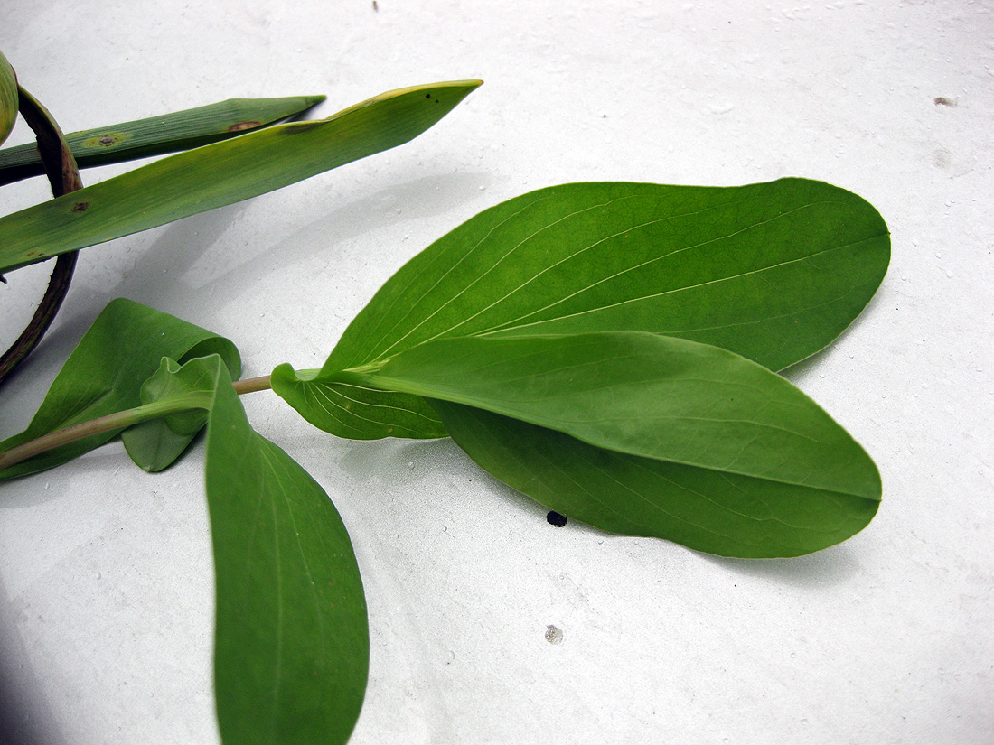 Image of Bupleurum rotundifolium specimen.