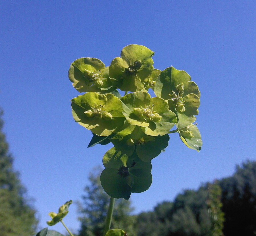 Изображение особи Euphorbia virgata.